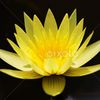 Lindi's Lotus