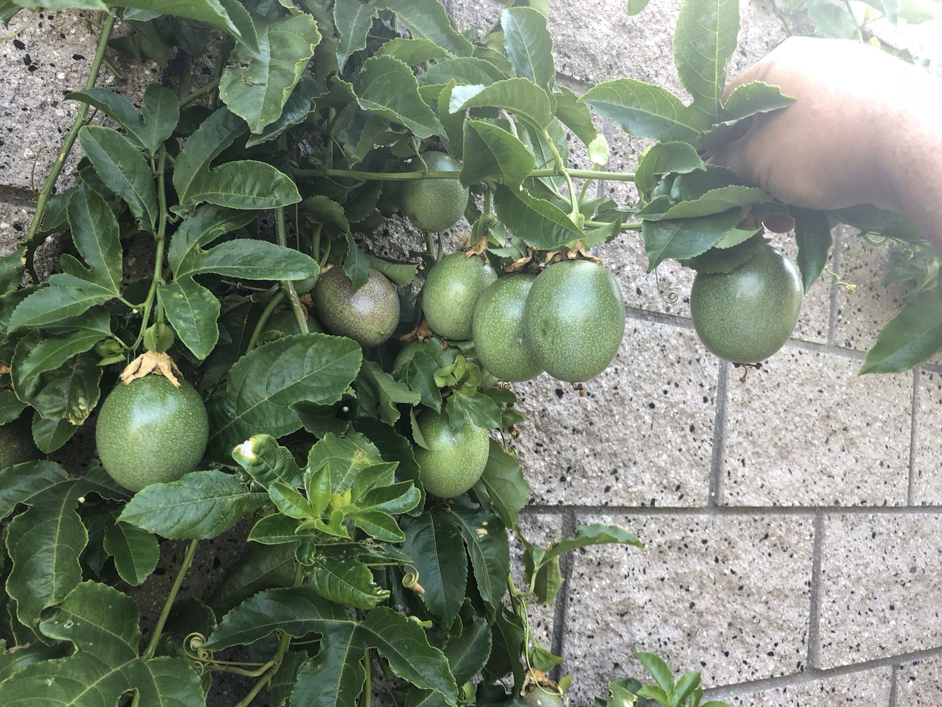 Passion fruit plants for Sale in Chula Vista, CA OfferUp