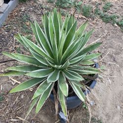 Agave