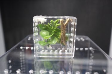 Jumping spider enclosure small