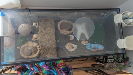 Hermit Crab Tank Setup