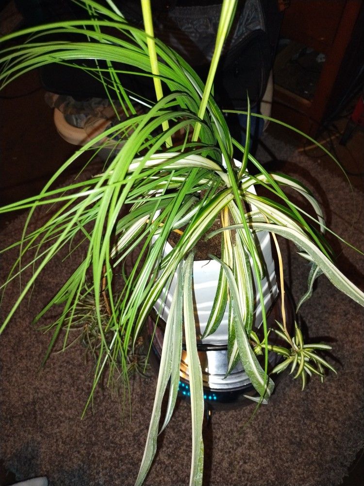 Airplane Plant In A Beautiful Vase