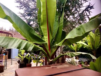 Banana Plants /seeds