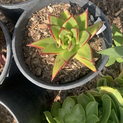Succulent Plants- Suculentas Plantas