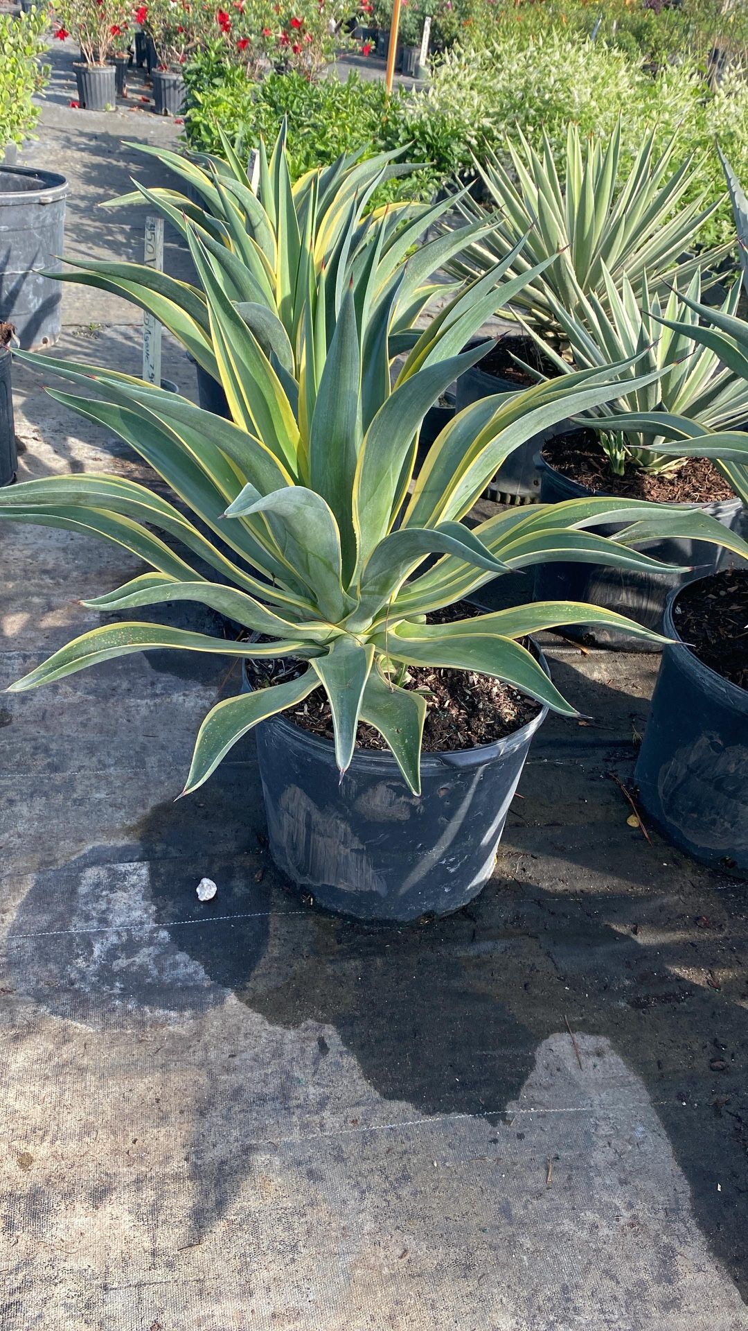 Variegated Agave - 7gl