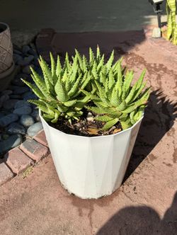 Succulents aloe
