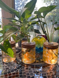 Water plants with water beats. 15.00 each OBO
