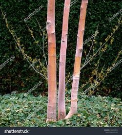 Chinese Red Birch 2 gallon