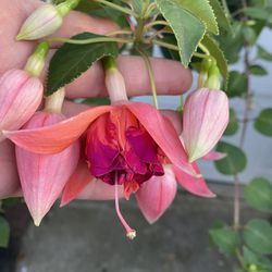 Fucsia Blooming Big Flowers Plant, Is Outdoor Morning Sun Or Shade Plant In 12 Inch Hanging Pot Pick Up Only