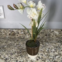 Decorative Accent Plant