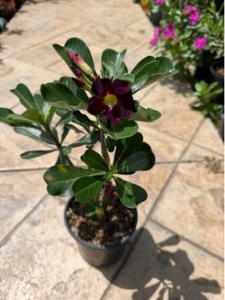 Purple Desert Rose