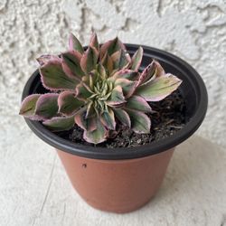 4 Inch Pot Rare Succulent Plant - Aeonium Sunburst Crest Crested - Sculptural - Rooted & Established - Drought Resistant - 🪴