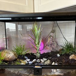 Milk tre frog enclosure