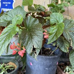 Angel Wings Plant 🌱 