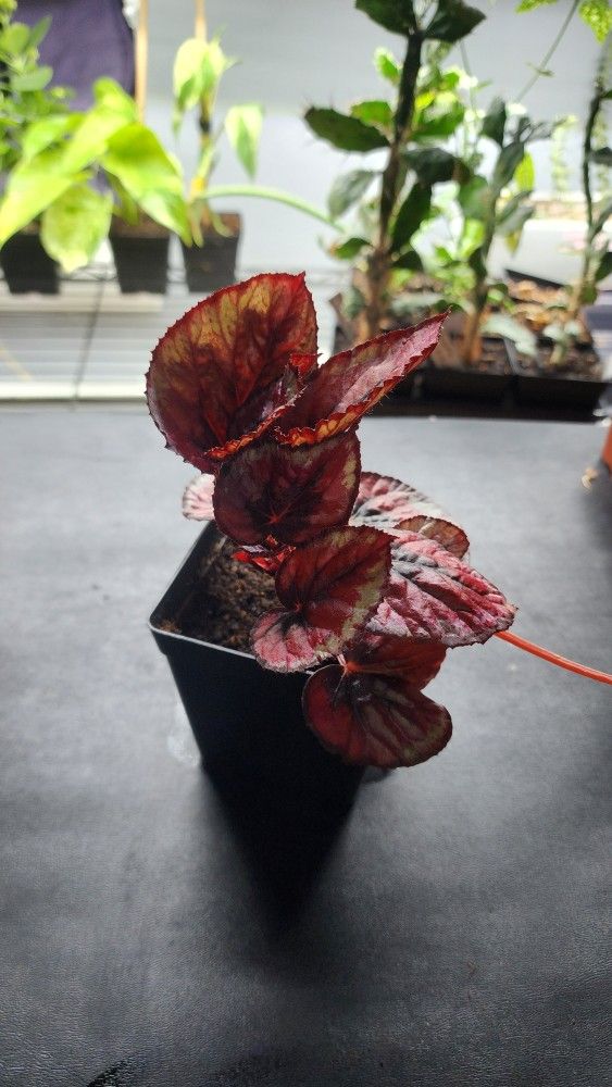 Plant - Rex Begonia