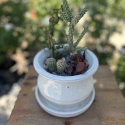 #2 Ceramic pot with succulents. 