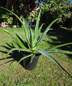 Aloe Vera Plant Medesinal