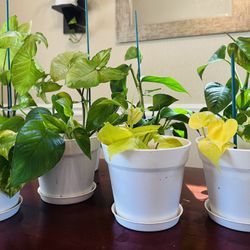 Indoor Plants -Golden Pothos,Heartleaf Lemon Philodendron,Synagonium White Butterfly Plants In 6 Inch Pot