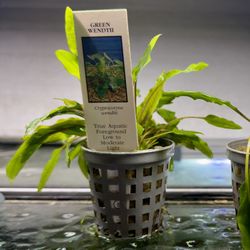 Cryptocoryne Wendtii Live Aquarium Potted Plant