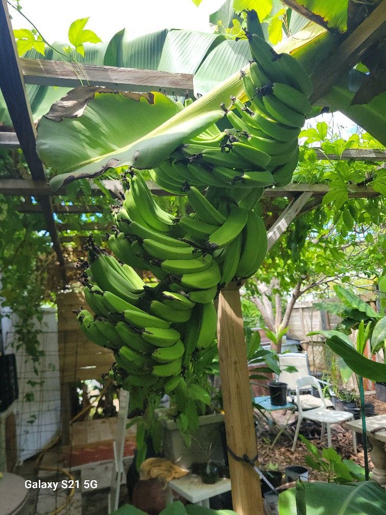 Dwarf Banana Tree