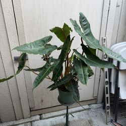 8” Huge Philodendron Billietiae W/3 Plants 
