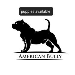 American Bullies