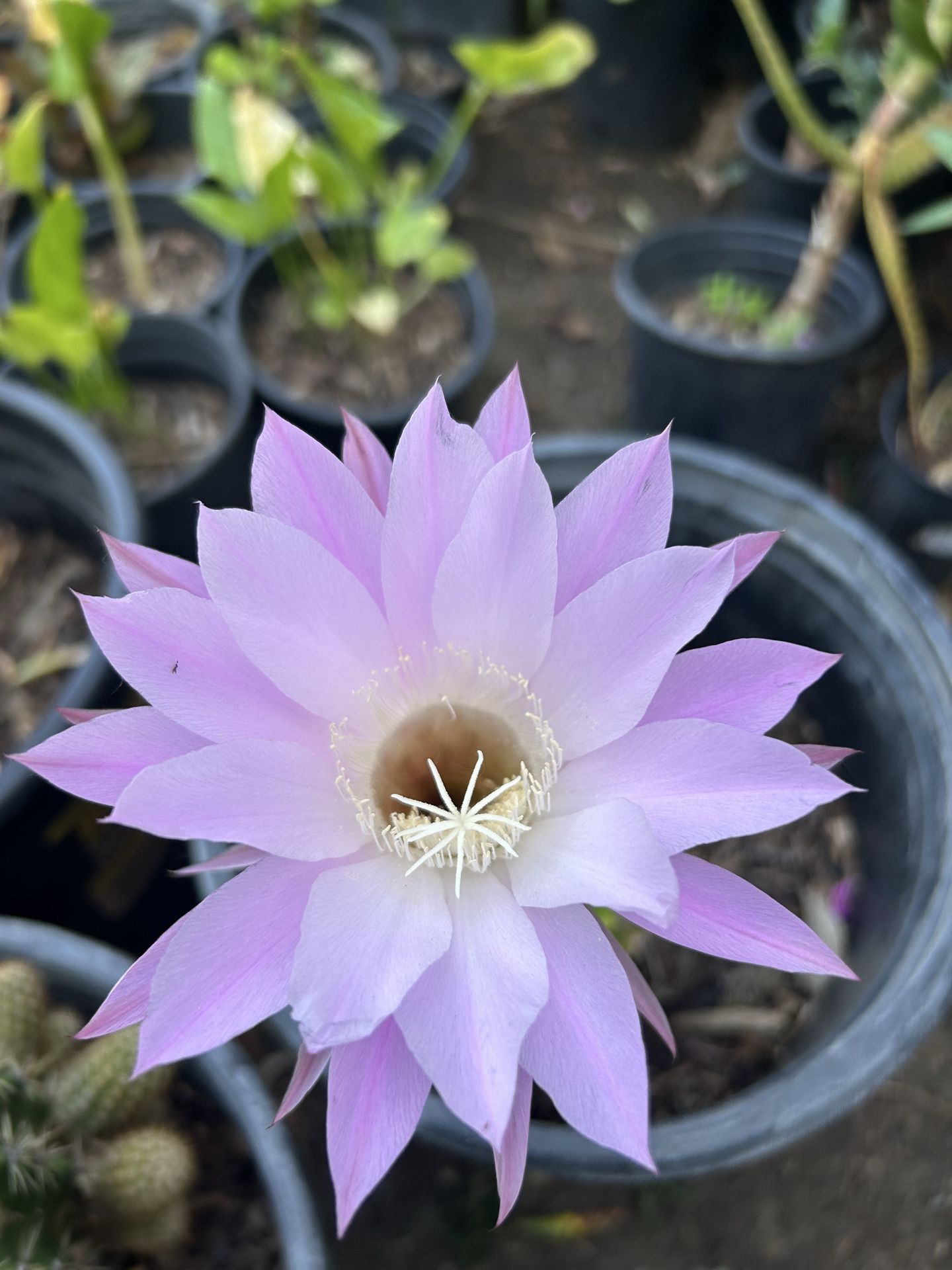 Cactus