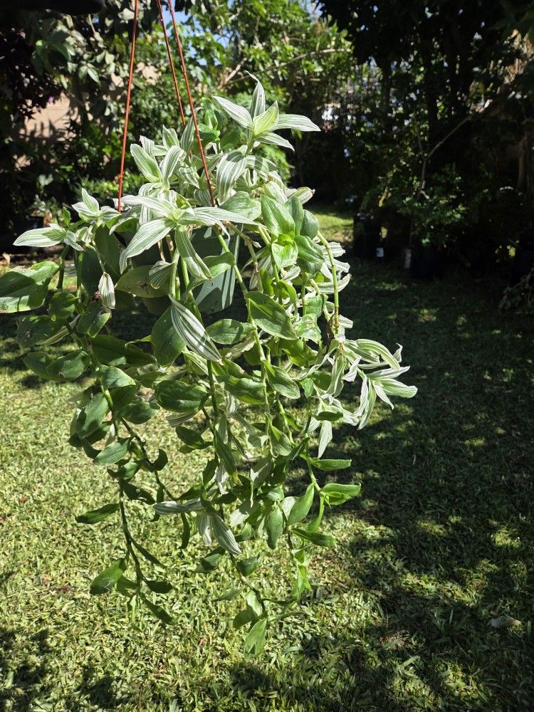 Hanging Tradescantia Fluminensis Plant
