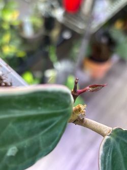 Hoya Macrophylla Albo