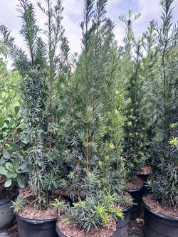 Podocarpus Hedges 15gl 5.5-6ft🌼$45