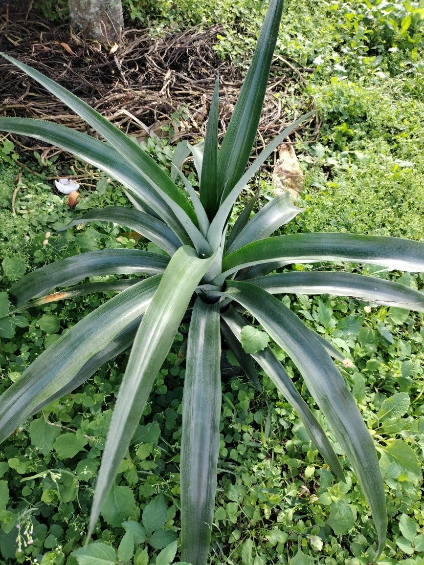 Pineapple Plants For Sale