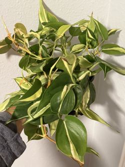 Rare Philodendron Silver Stripe