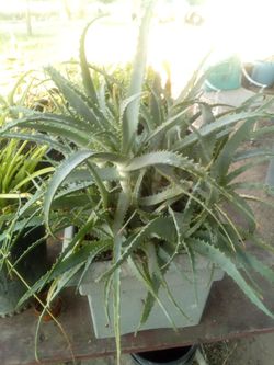 Large Aloe Vera Cluster in Decorative Planter – ¡Gran Grupo de Aloe Vera en Maceta Decorativa