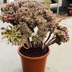 Aeonium Princess Short Leaves Crest 