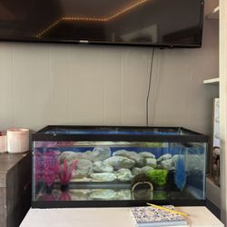 50 Gallon Fish Tank