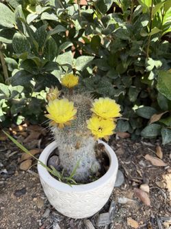 Flowering Cactus