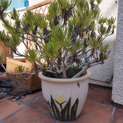 Cactus Suculent In Vintage Pot Planter Flowers 