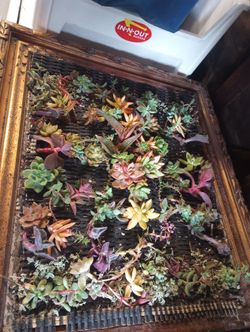 Beautiful Succulent Arrangements And Custom Living Walls 