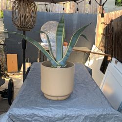 Beautiful Maguey Plant