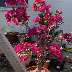Bonsai Bougainvillea Flower 