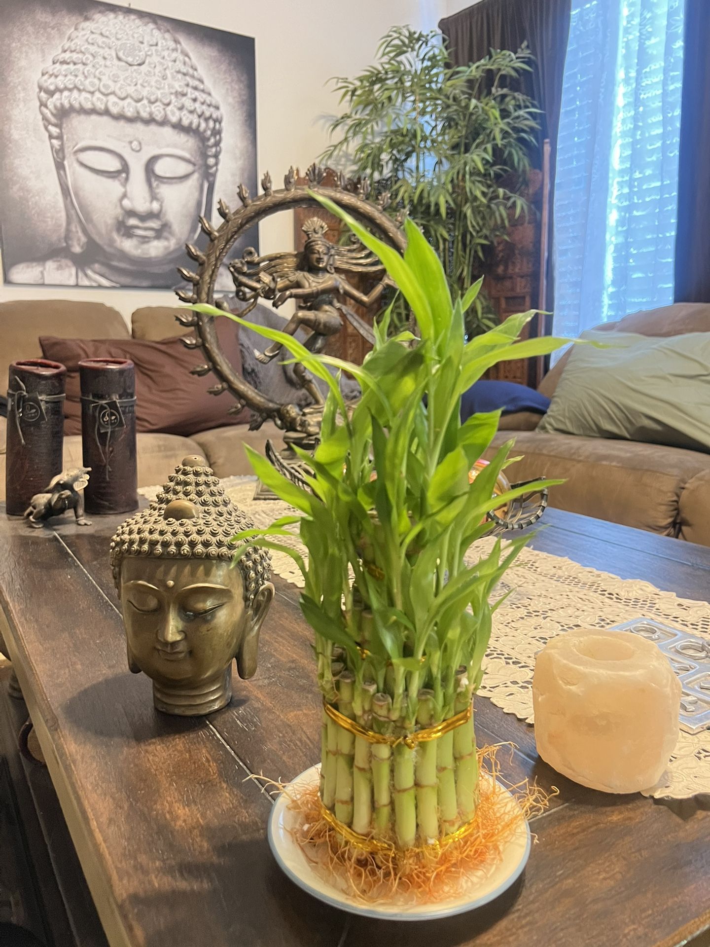 Lucky Bamboo Plant