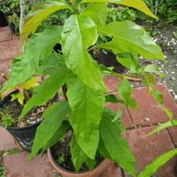 Avocado Plant Healthy 