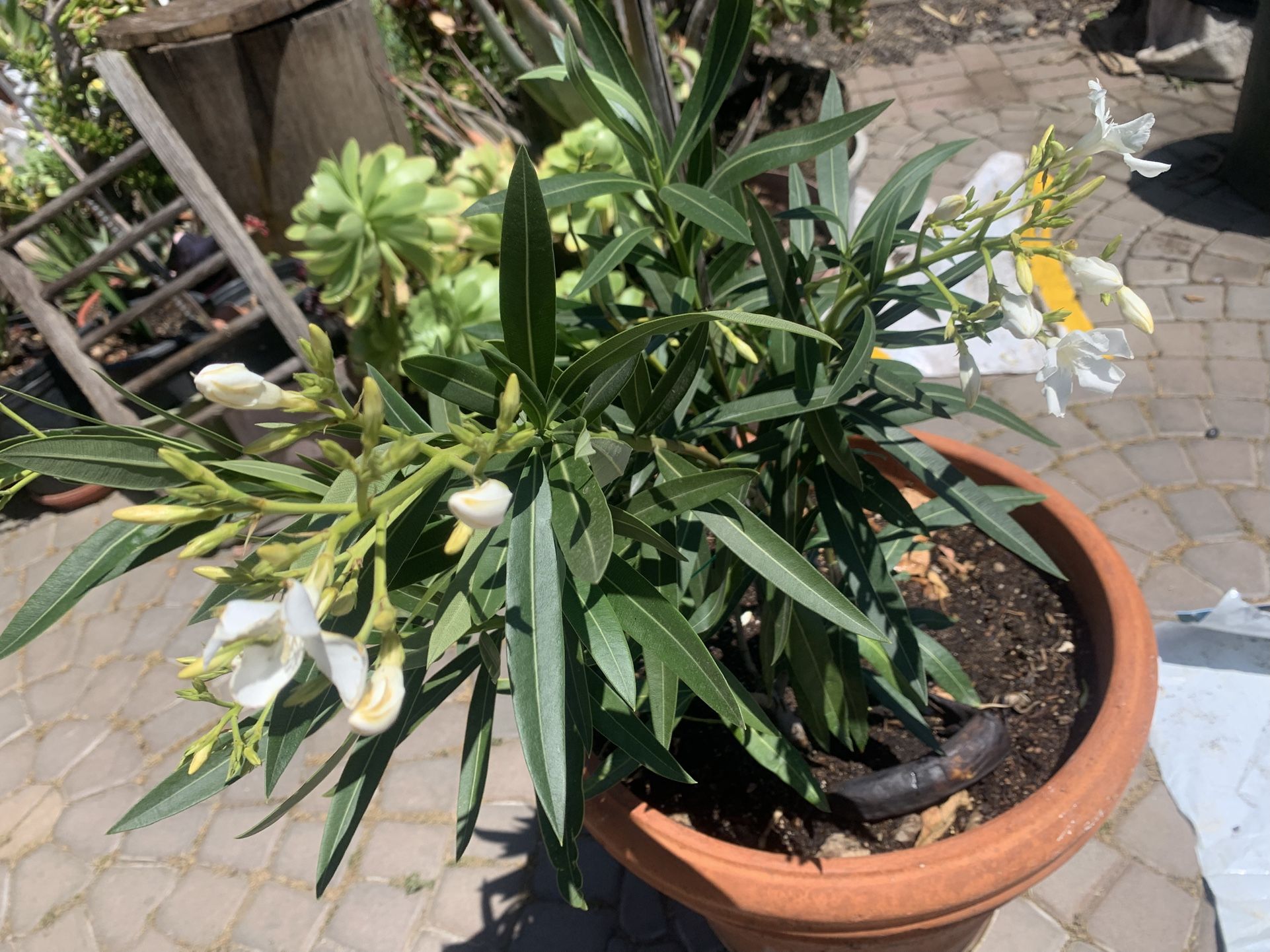Olander White Flowers Italian Clay Pot.,Big 15 Gallon