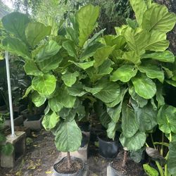 Fiddle Leaf Fig Standard In 7 gls Pot. SPECIAL PRICE 🤩