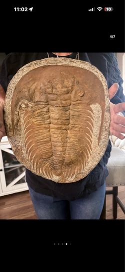 Genuine Trilobite Cambrian Trilobite Paradoxides  15 Lbs