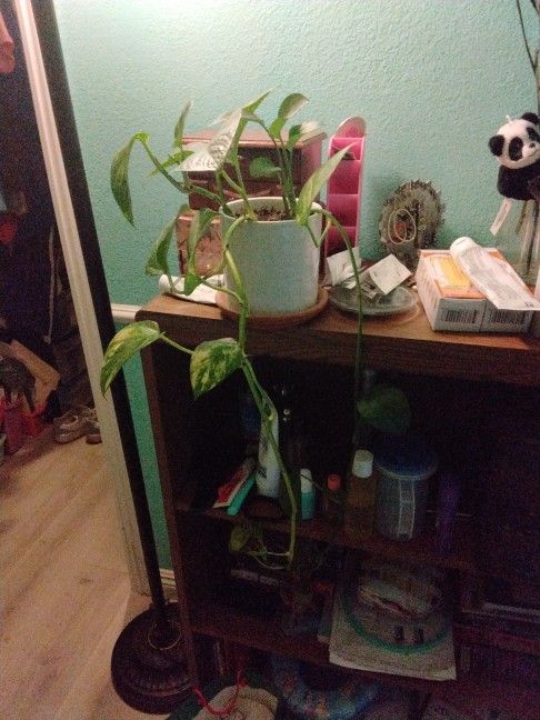 Houseplant