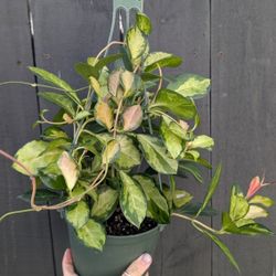 Hoya Australis Lisa Plant 6" Pot - Indoor House Plants 