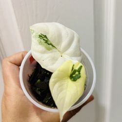 Melo Albo Variegated Alocasia House Plant Tricolor