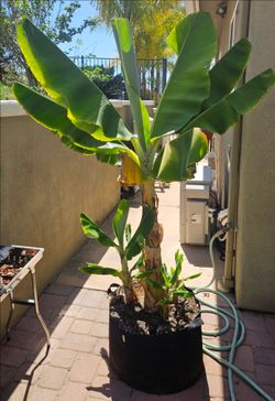 XL Dwarf Cavendish Banana Plant - Fruiting Size, Sun/Weather-Acclimated 2+yr Old 6+ft