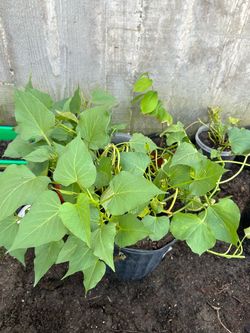 Sweet potato plants